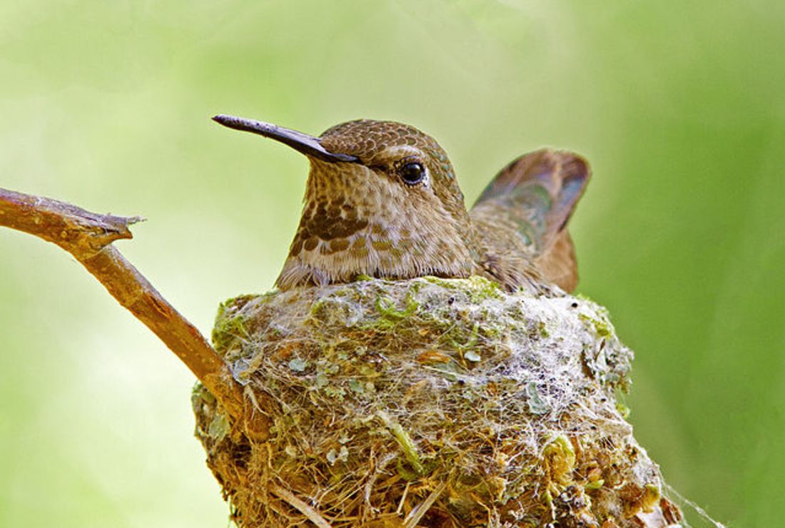 Birds Nest Seating Chart