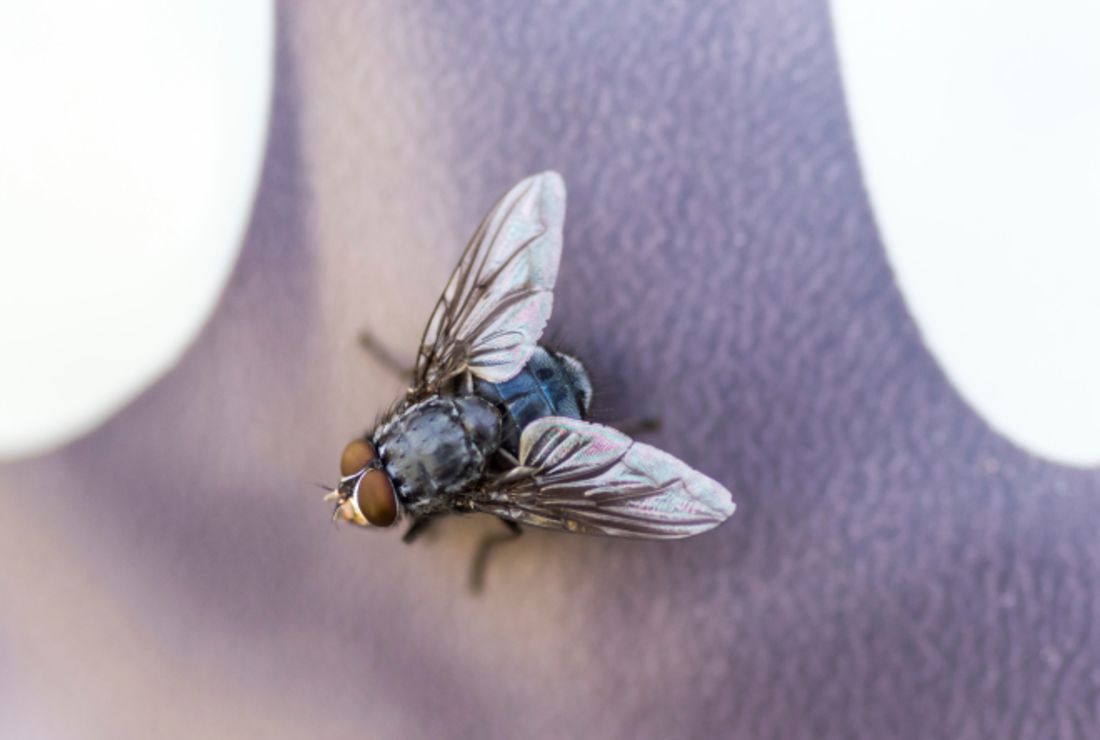 How long does a flies live