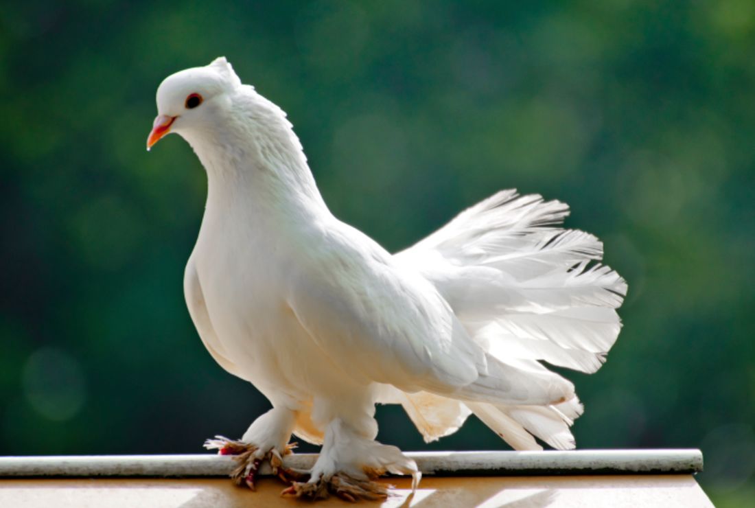 A History Of The Pigeon Mental Floss
