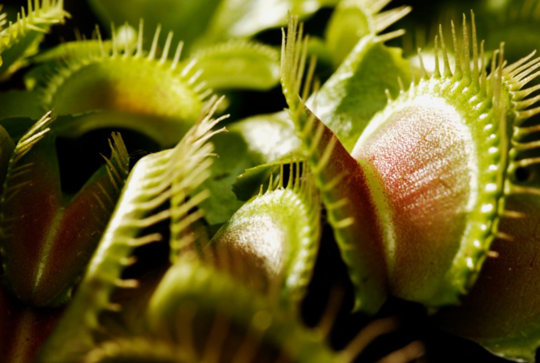11 Incredible Facts About Venus Flytraps Mental Floss