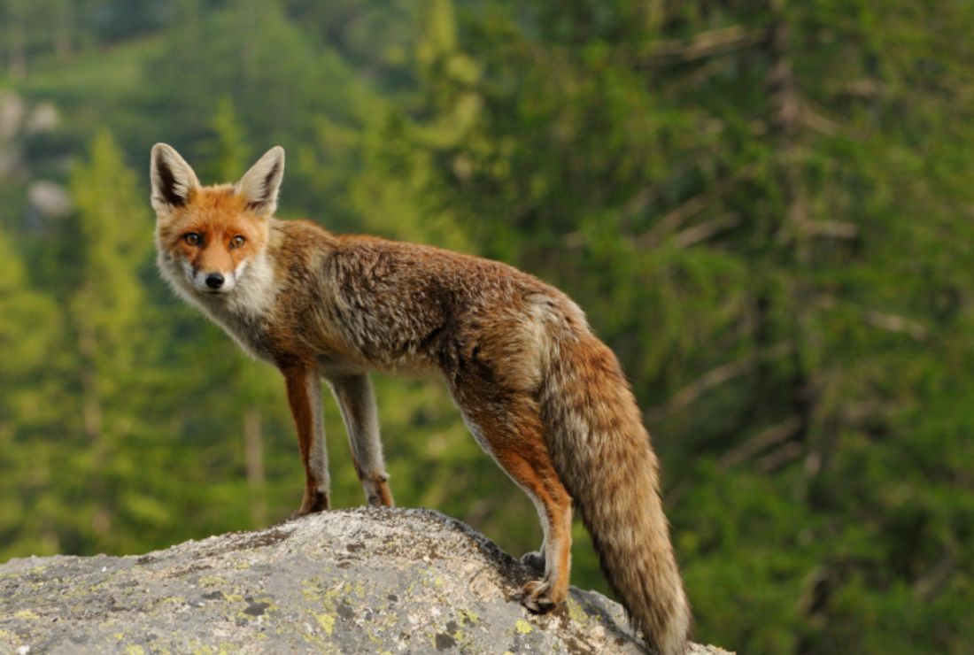 Wait What Does The Fox Say Mental Floss