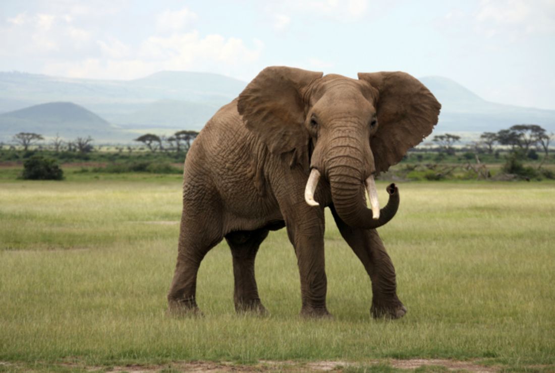 Is It True That Elephants Never Forget Mental Floss