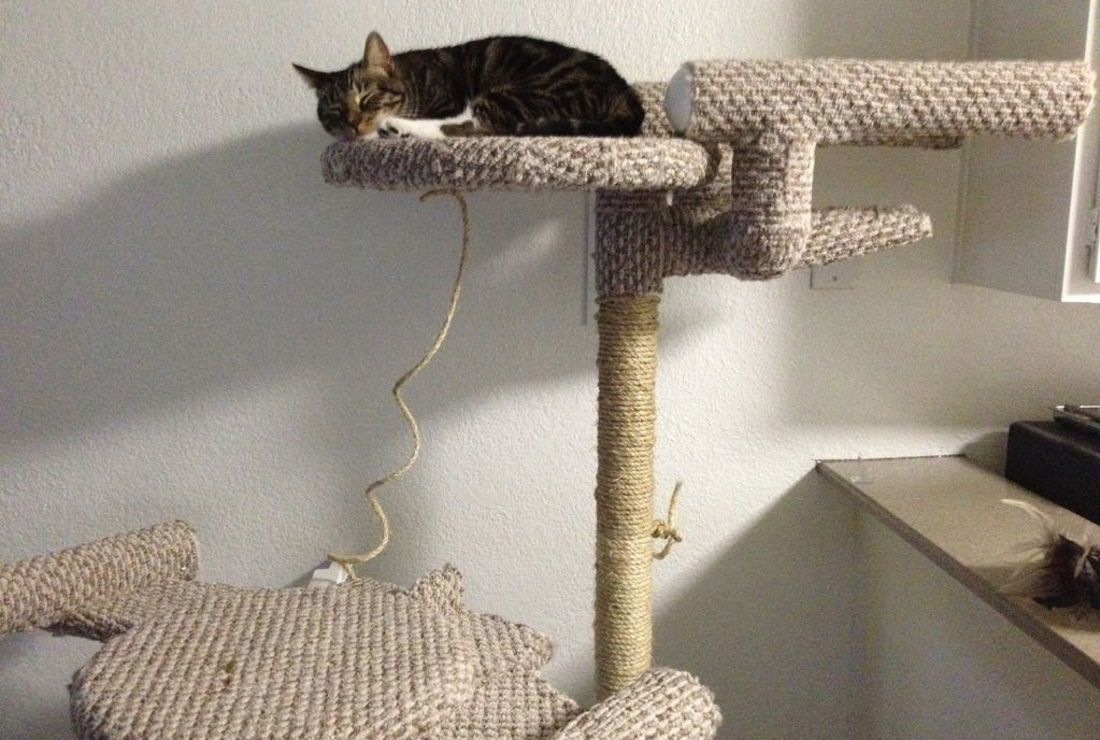 15 Pieces Of Seriously Geeky Cat Gear Mental Floss