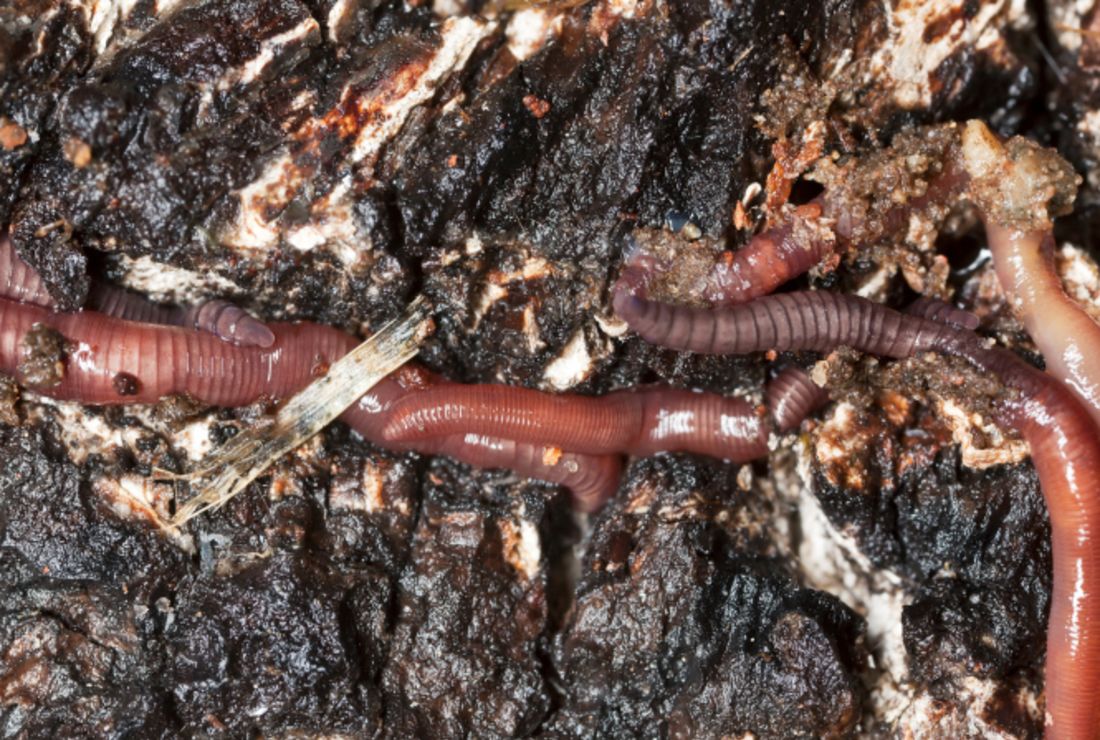 Why Do Worms Surface After Rain Mental Floss
