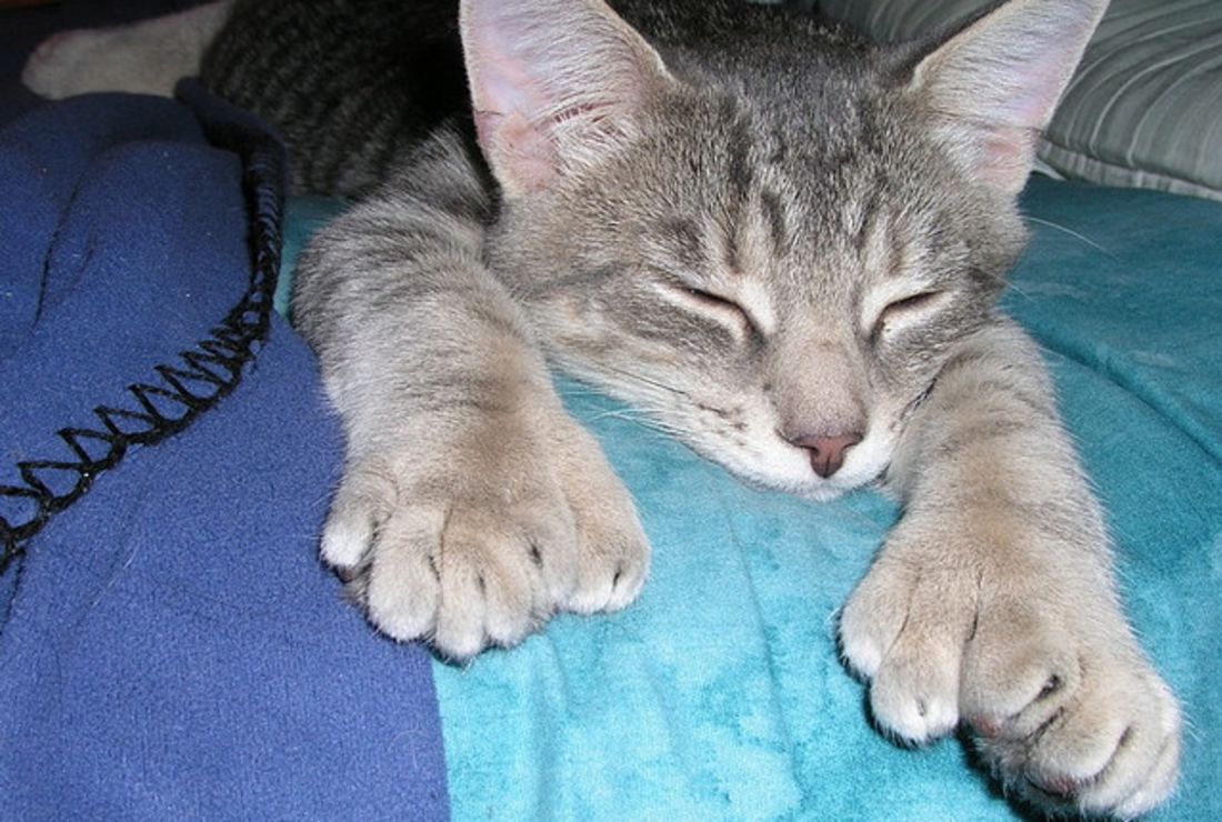 Polydactyl Cats The Charm Of Big Feet Mental Floss