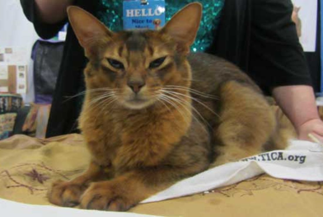 24 Pictures Of Adorable Cats And Dogs From Meet The Breeds 2012 Mental Floss