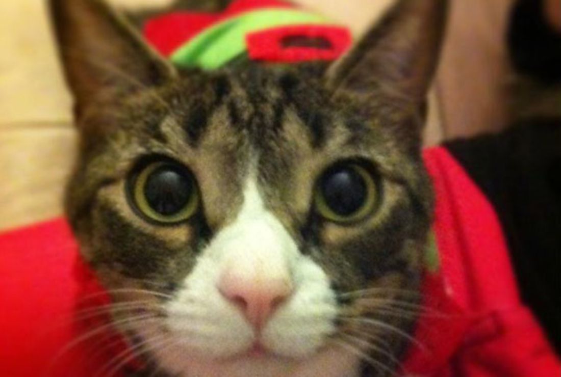 Do Dogs And Cats Have Different Blood Types Like Humans Do