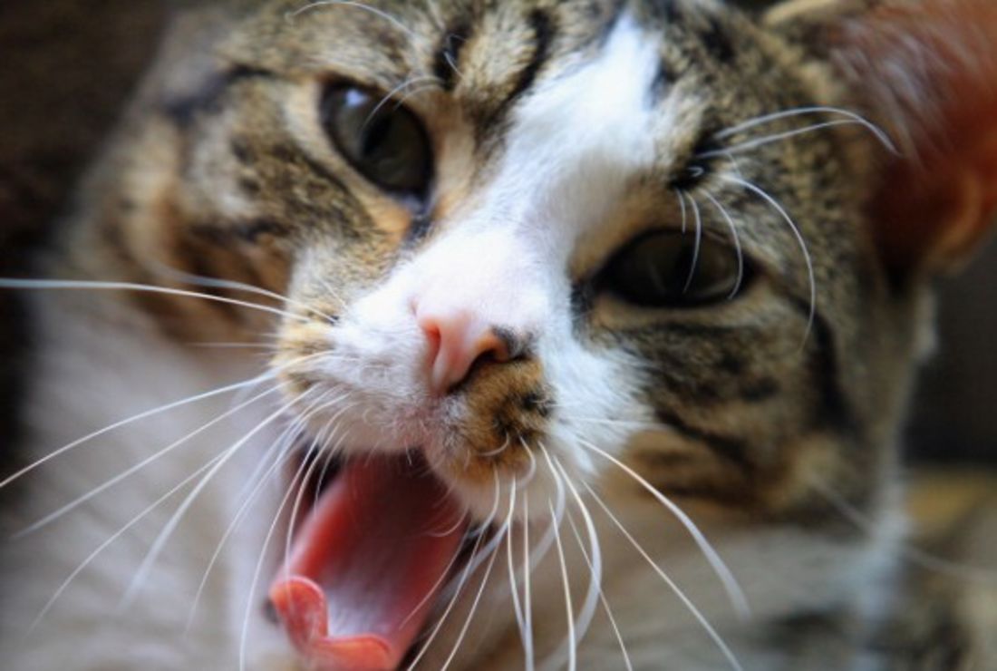 Why Do Cats Paw Around Their Food Bowls Mental Floss