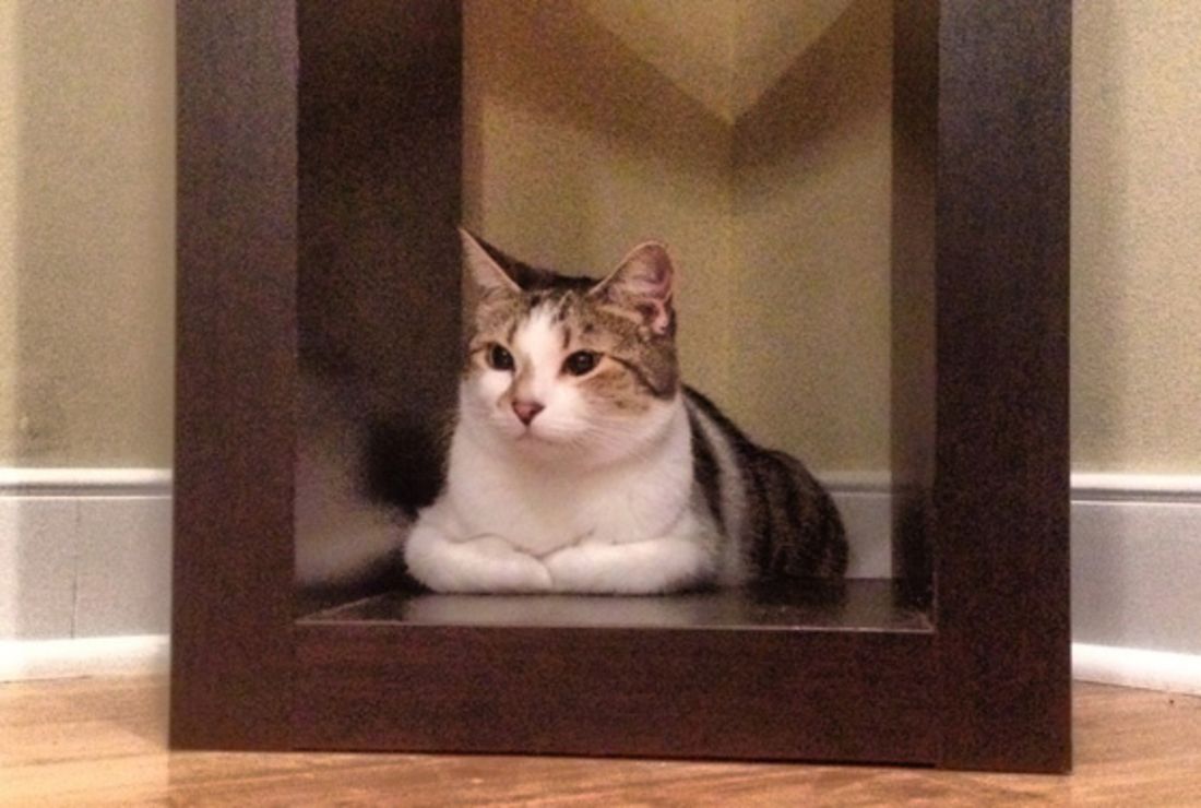 How Do Cats Purr Mental Floss