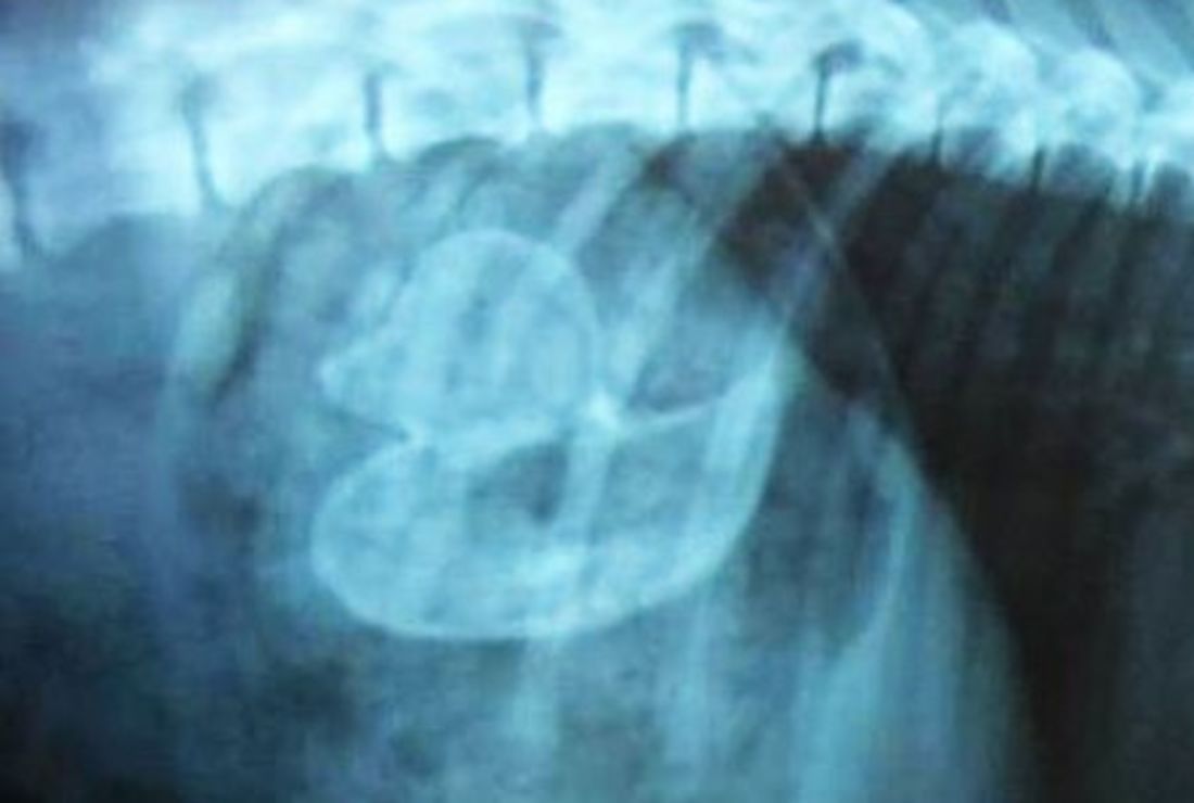 dog swallowed rubber ball