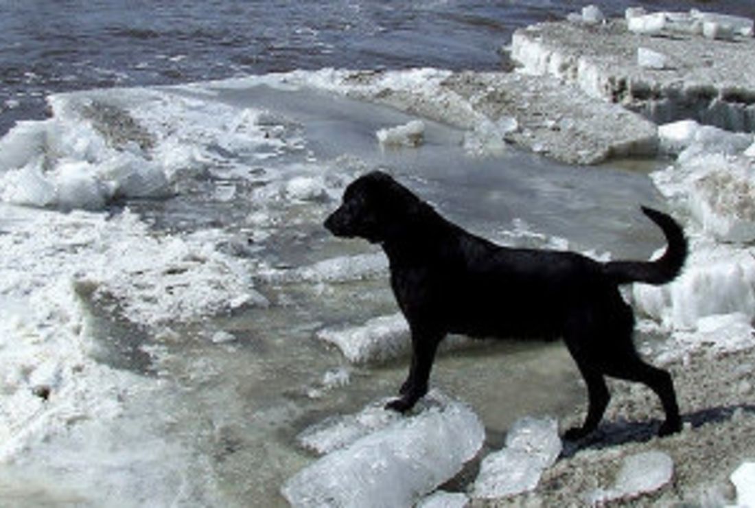 my dog saved my life stories