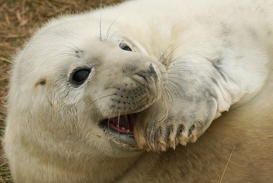 See The Resemblance Surprising Family Ties In The Animal Kingdom