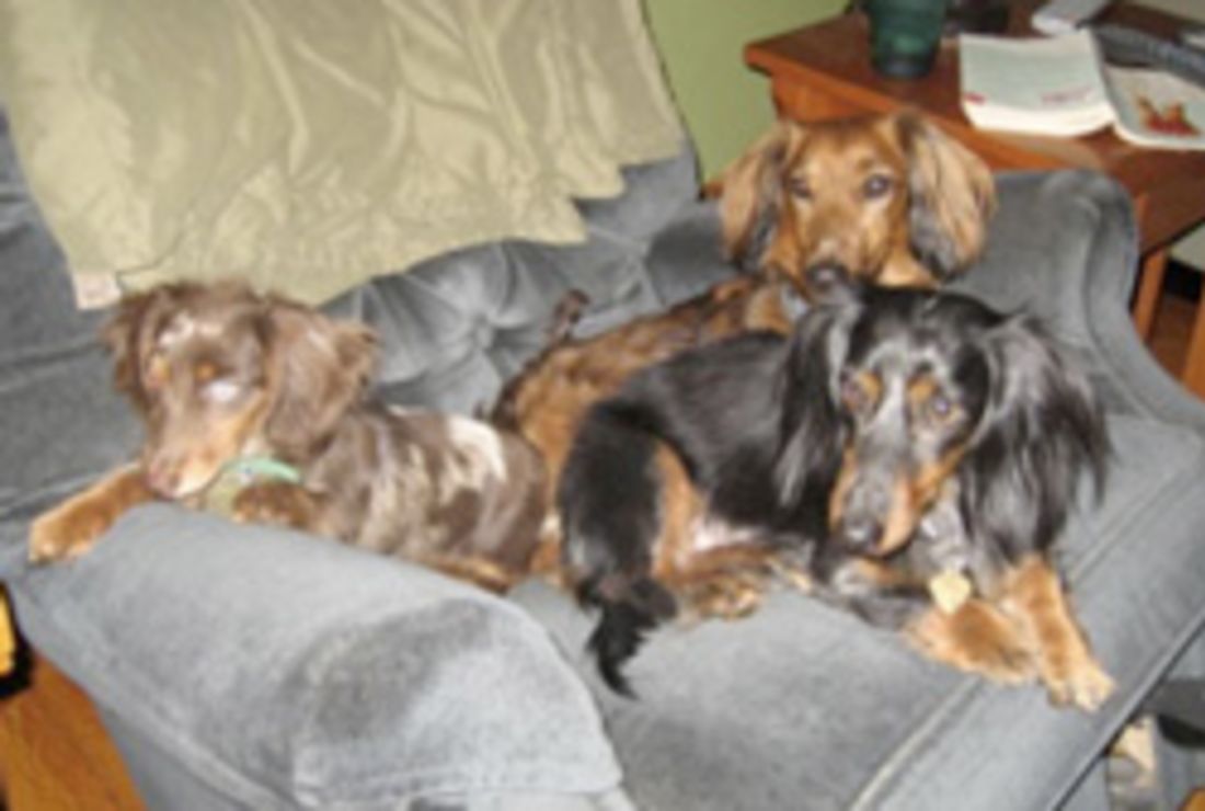 famous dachshunds in history