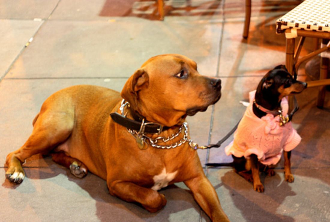 14 Of Your Dog S Wild Relatives Mental Floss