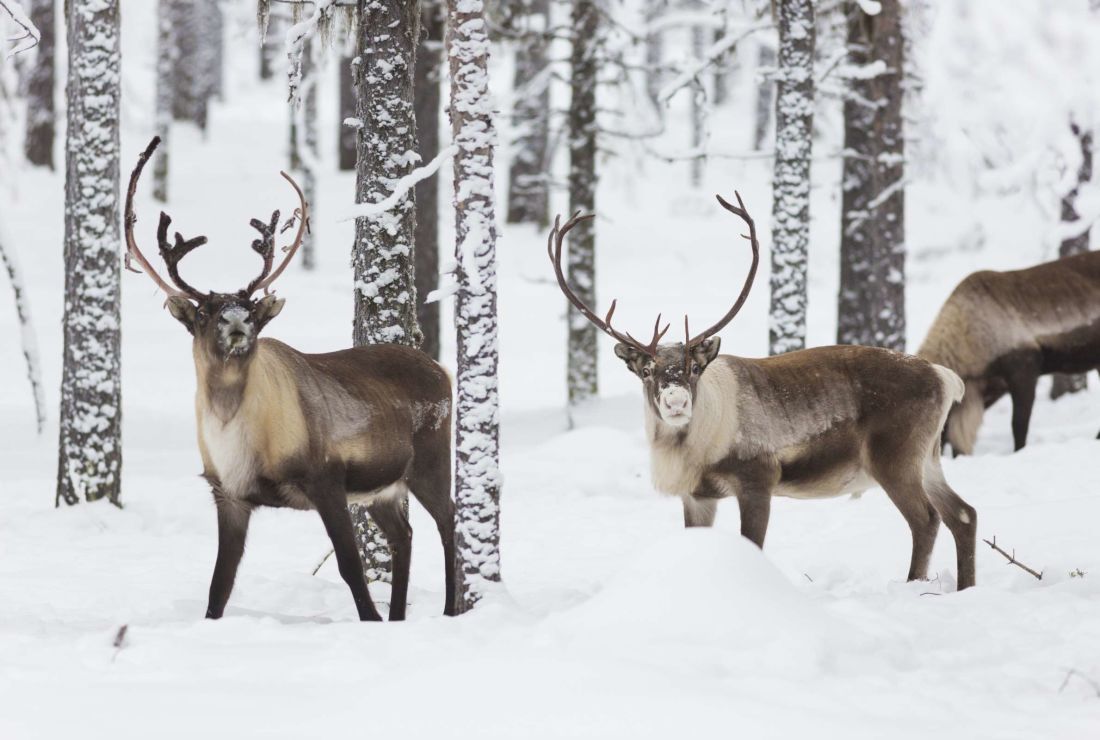 where to find reindeer antlers