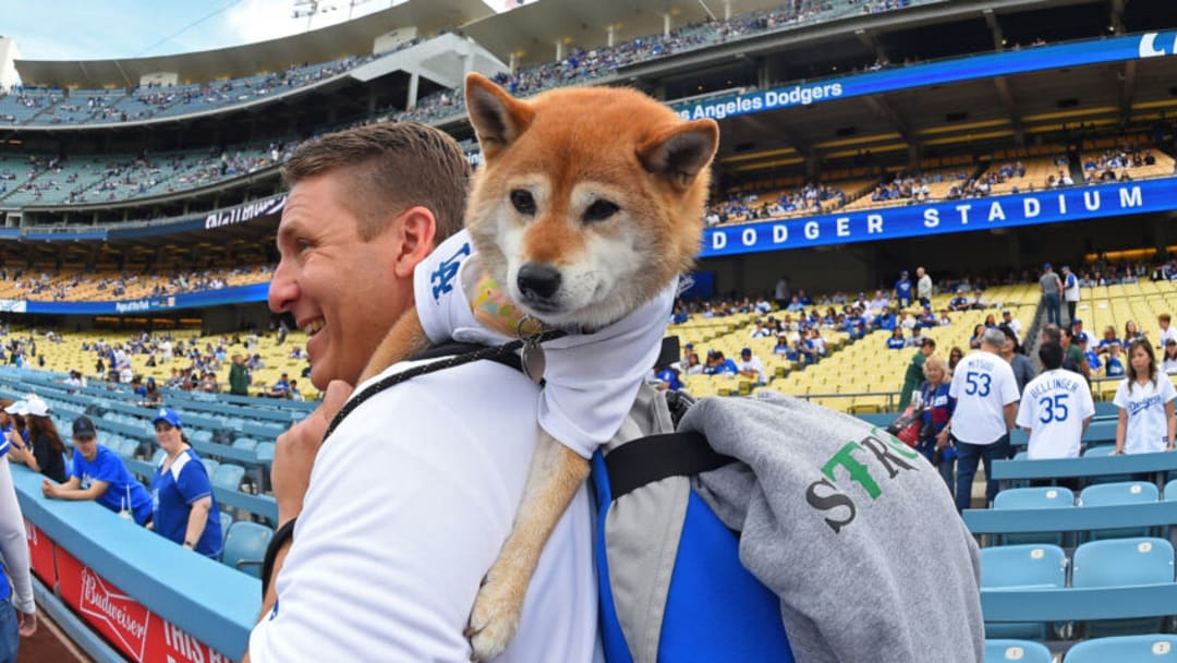 LOS ANGELES, CA - MAY 11: A Shiba Inu dog gets a ride for a walk around the field at Pups in the Park day. More than 700 dogs attended the game between the Los Angeles Dodgers and the Washington Nationals for the annual Pups in the Park promotion at Dodger Stadium on May 11, 2019 in Los Angeles, California. (Photo by Jayne Kamin-Oncea/Getty Images)