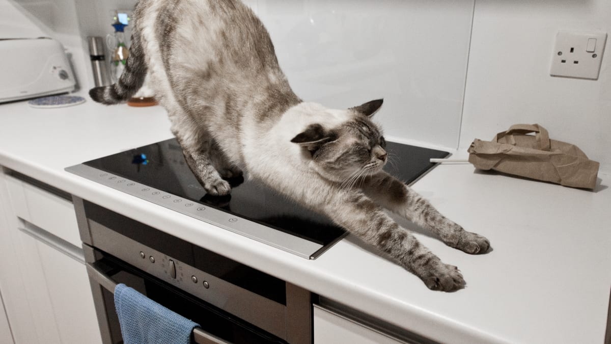 Cat jumping on kitchen counter cheap