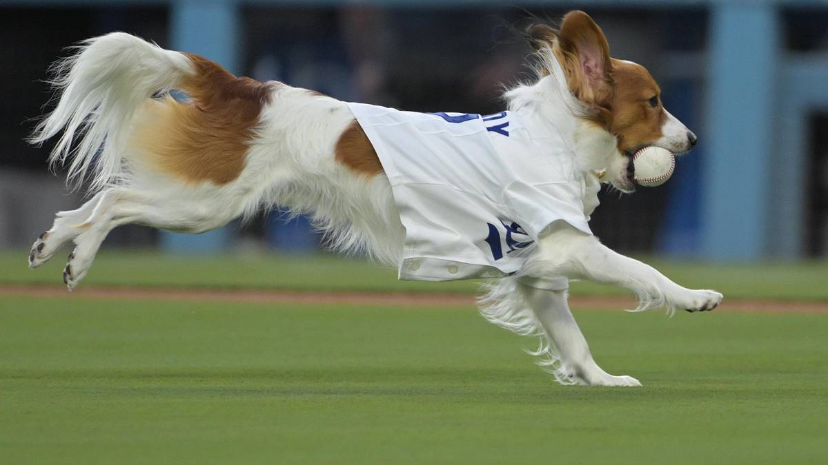 Shohei Ohtani's Decoy Is A Card Hobby Darling; The 1993 Milk Bone