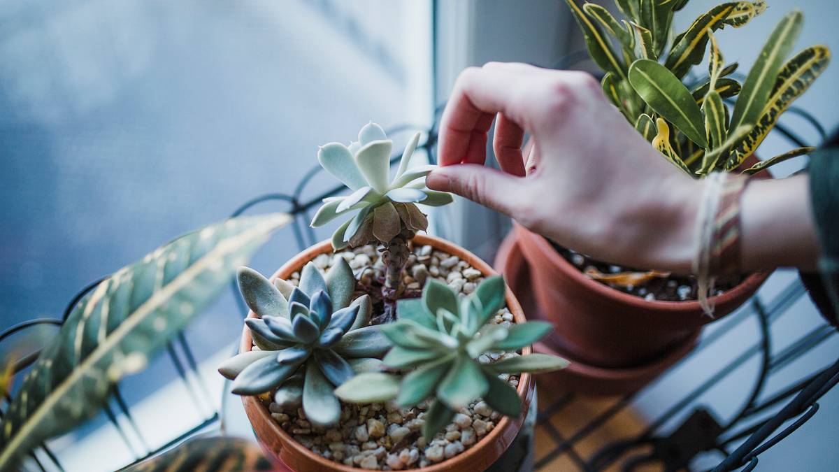 How Often Should You Water Succulents?