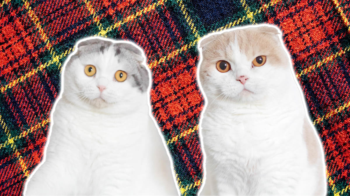 Scottish Fold Silver | TikTok, image size:1200x675