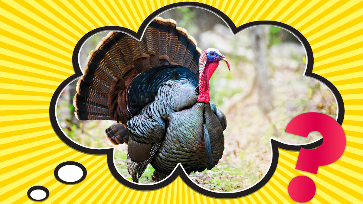 Let's Talk Turkey (about Japanese Turkeys): And Other Tales