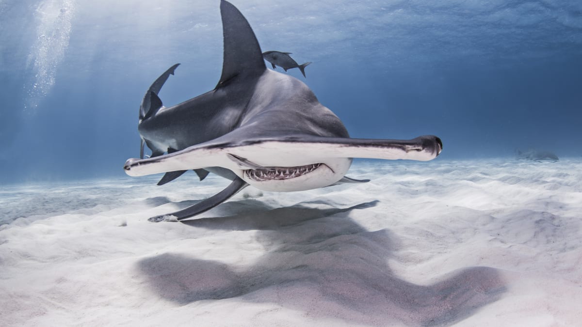 邦楽 Hammer Head Shark 邦楽 Hammer Head Shark Hammerhead Shark Realistic Toy Model