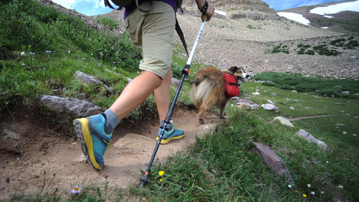 Best dog breed for hiking companion store