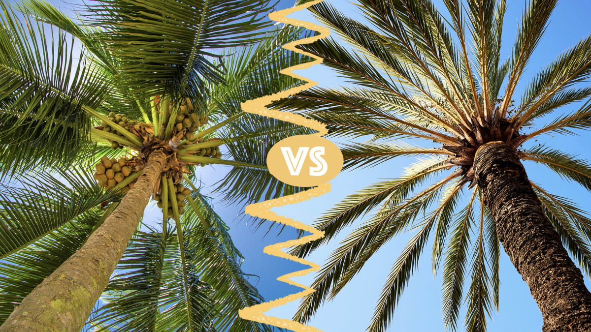 What&rsquo;s the Difference Between Coconut Trees and Palm Trees?