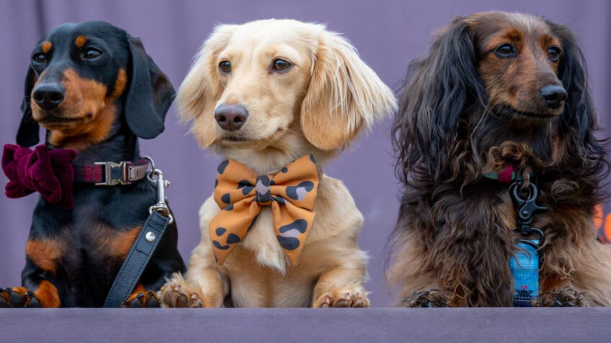 What is the difference between a Doxie, Teckel, and Dachshund