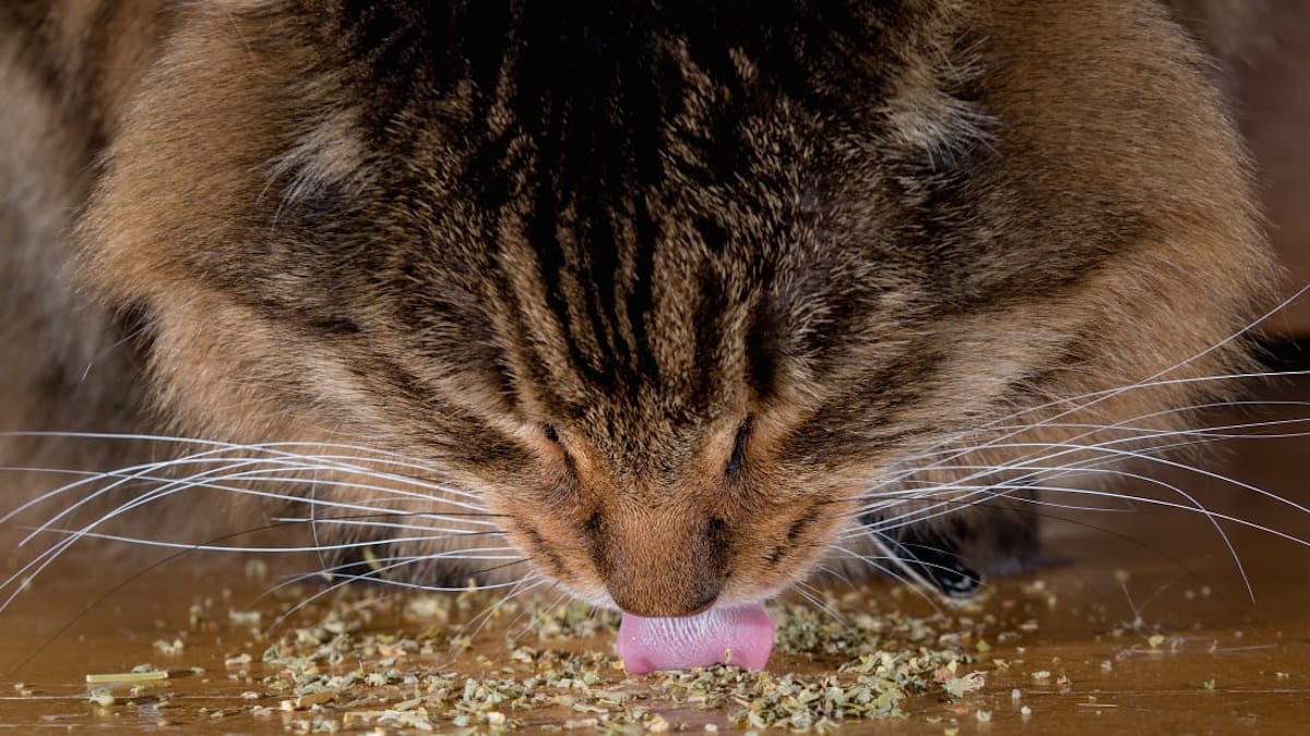 What happens if a human eats catnip top