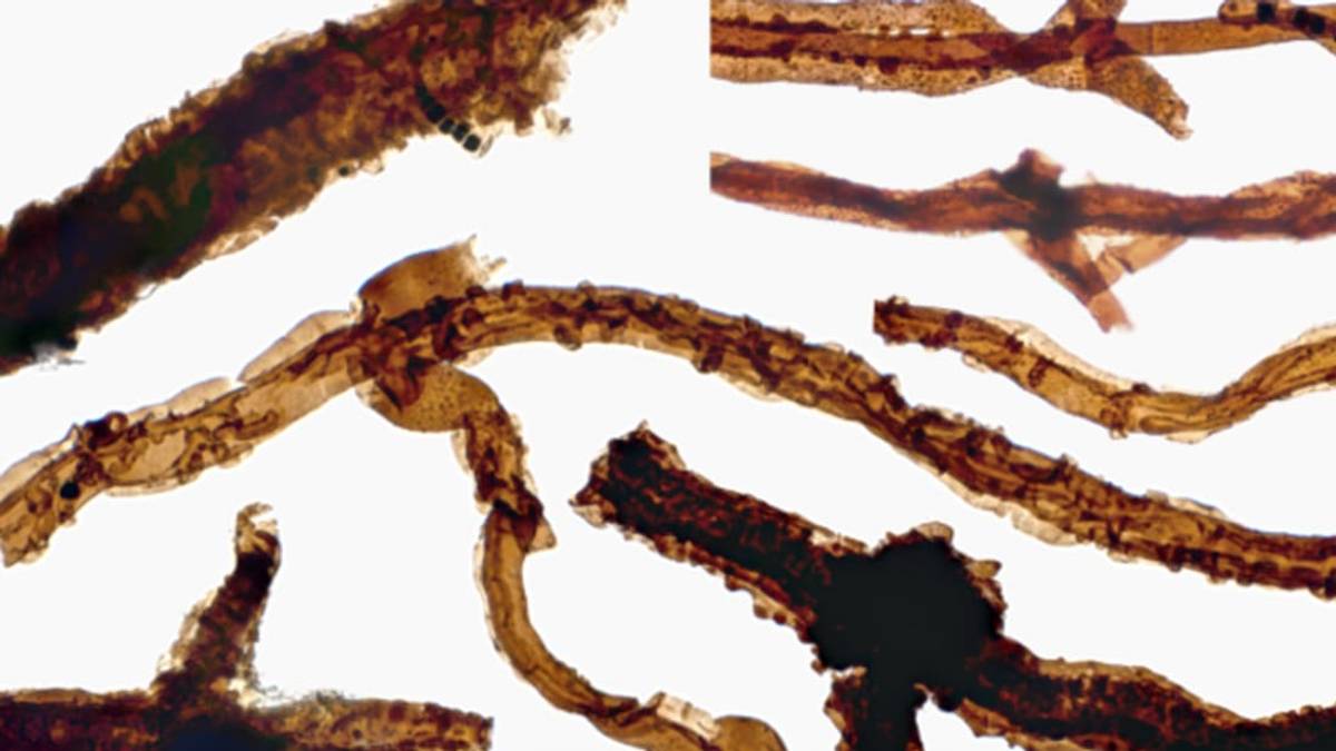 This 440-Million-Year-Old Fungus Is the World's Oldest Known Land
