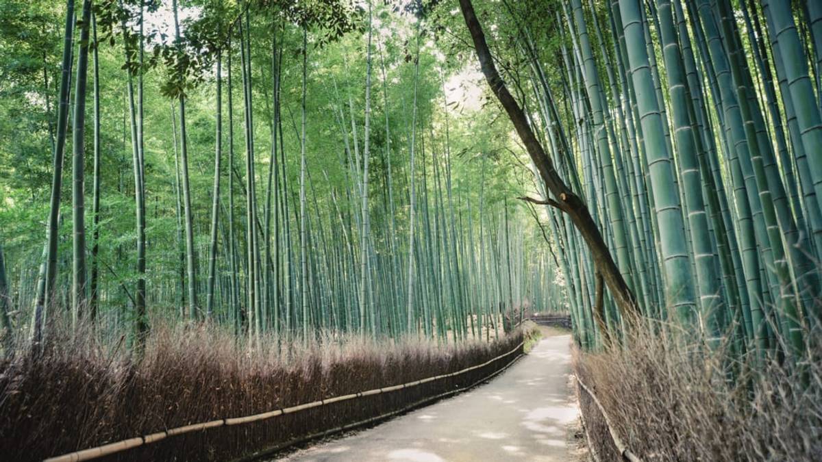 10 Incredible Forests You Can Visit