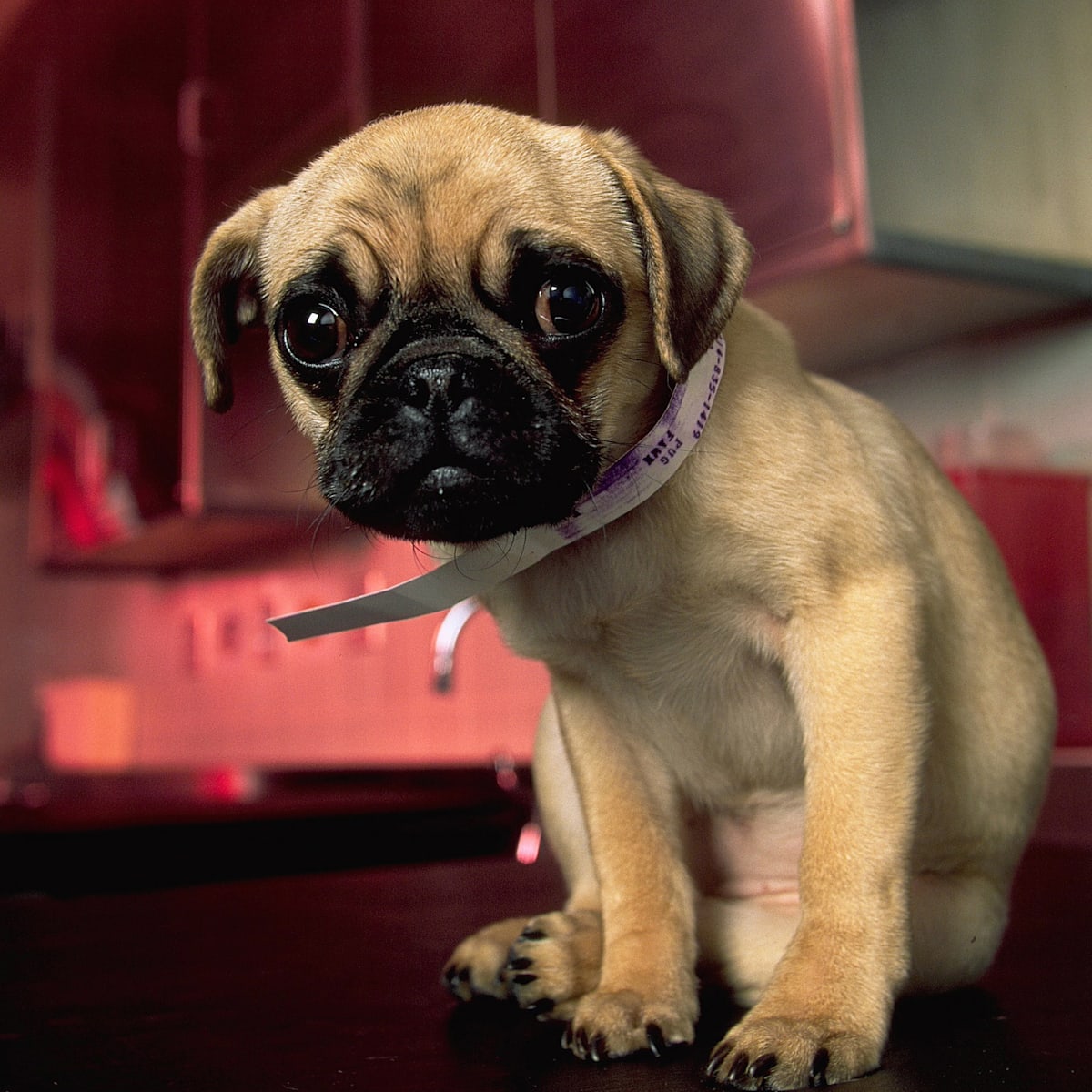 Dog Breeds: Is bringing a Pug home the right choice?, image size:1200x1200