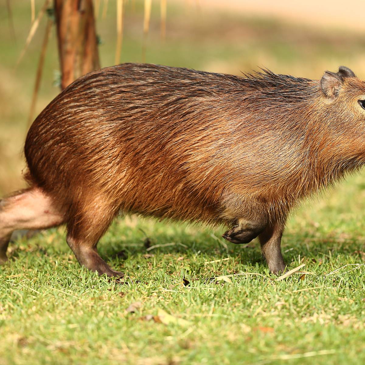 Are Capybara Fish: Surprising Facts You Need to Know