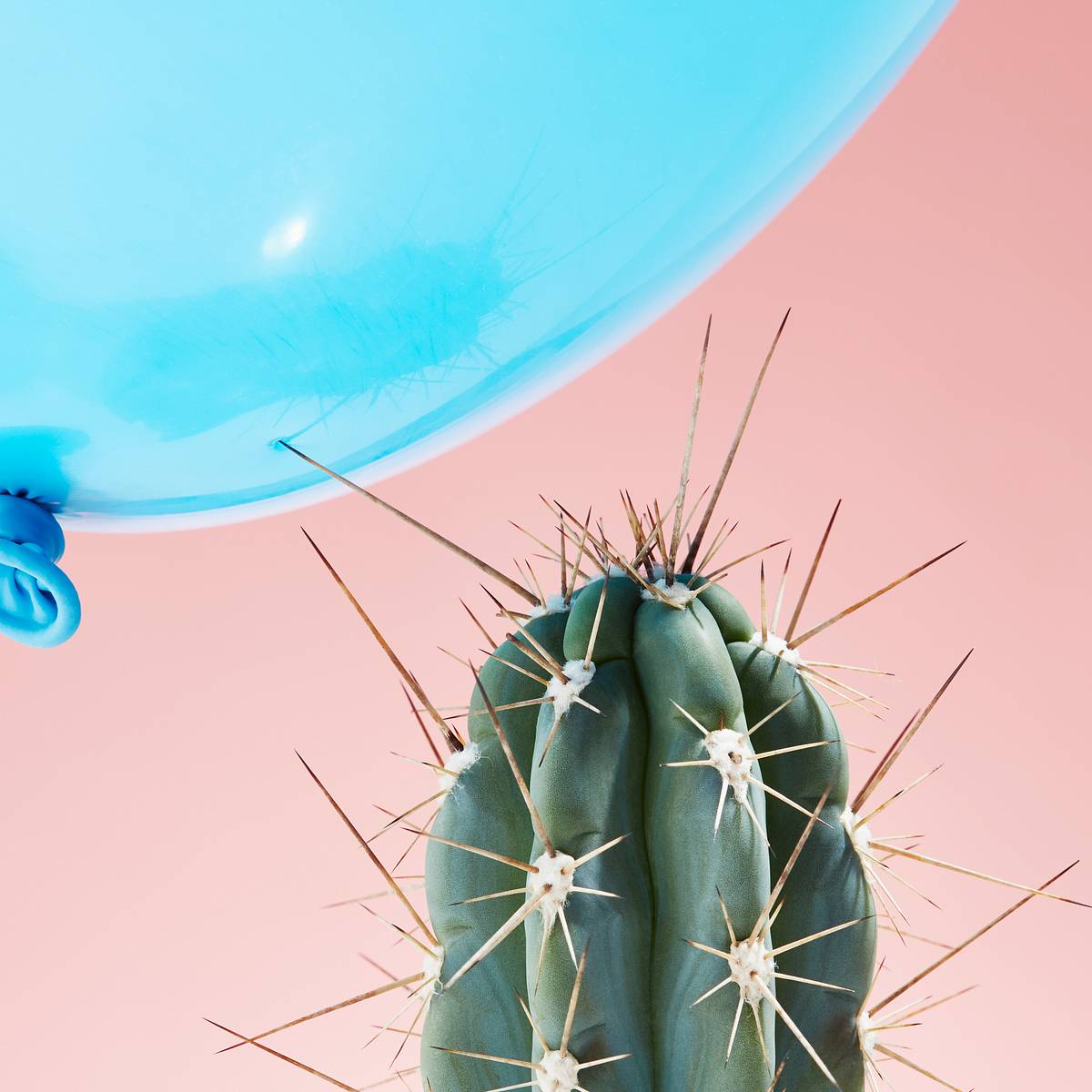 Such Pricks: A German Town Has Banned Cactus From Government Buildings