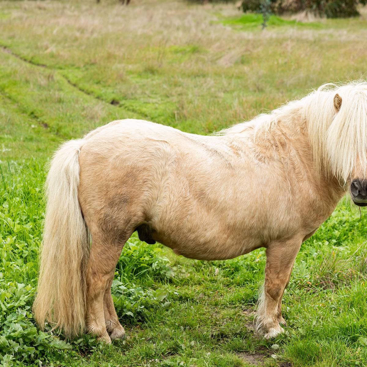 Why Do We Call Someone a “One-Trick Pony”?