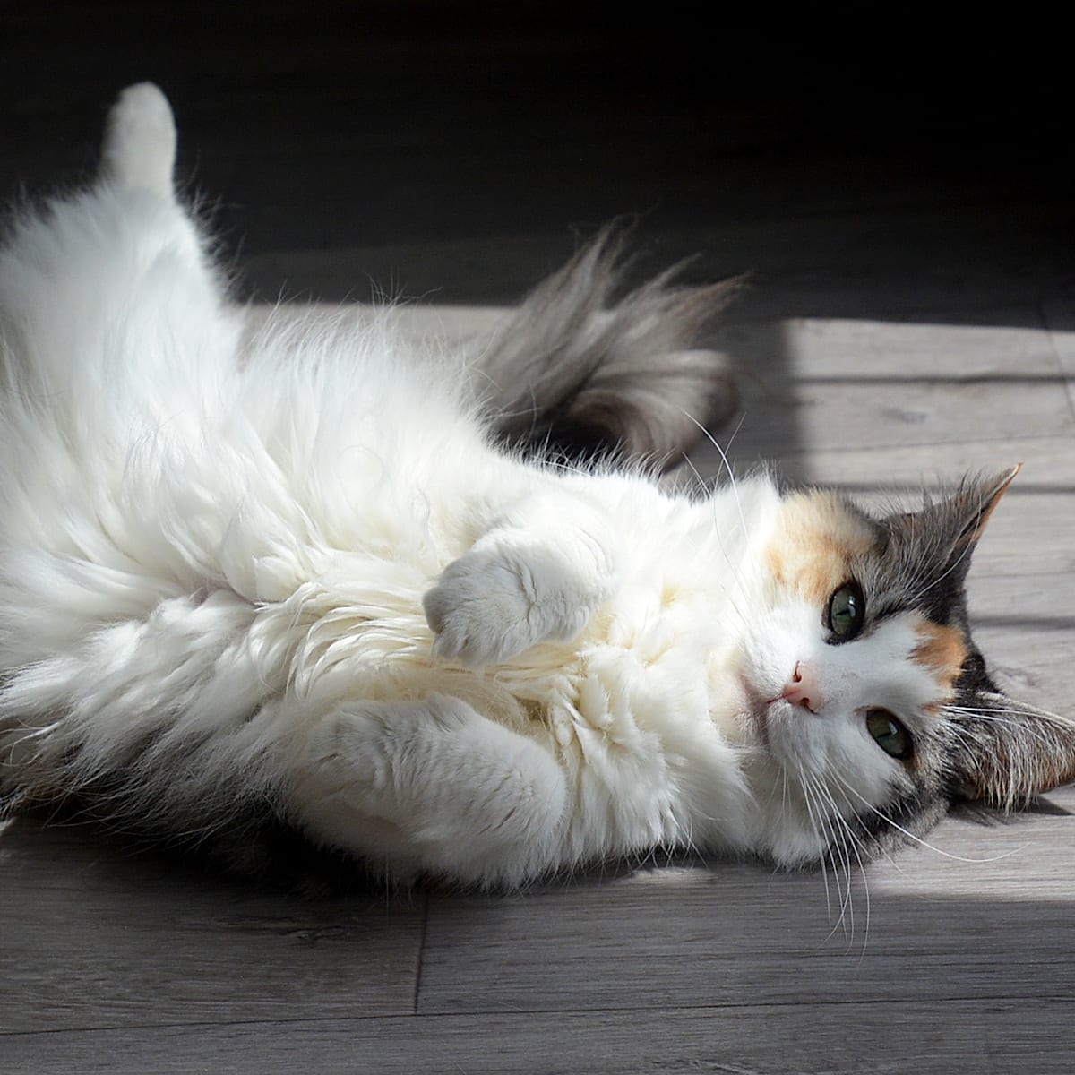 What Temperature Do Cats Like: Ultimate Comfort Guide for Your Pet