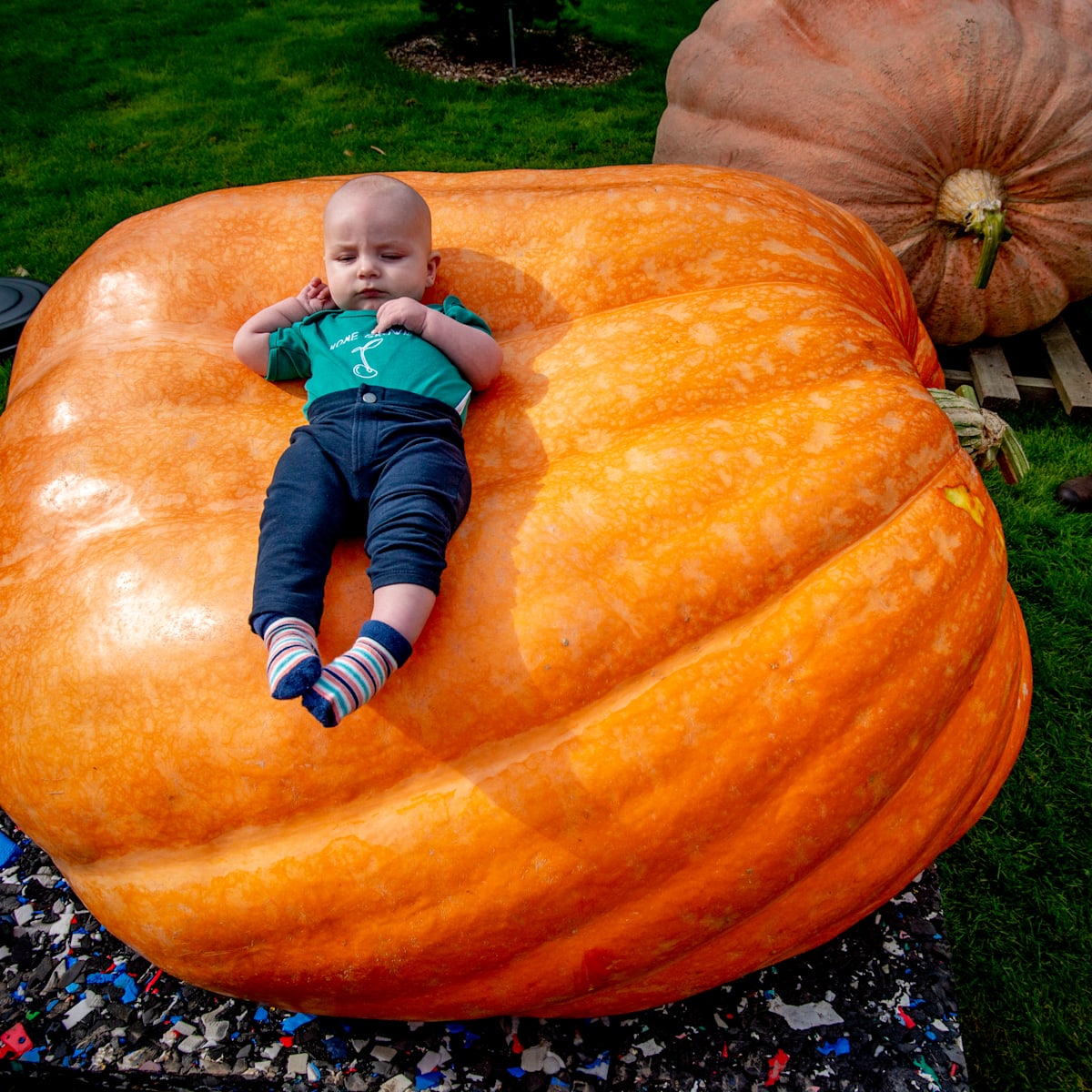 6 Tips for Growing a Giant Pumpkin