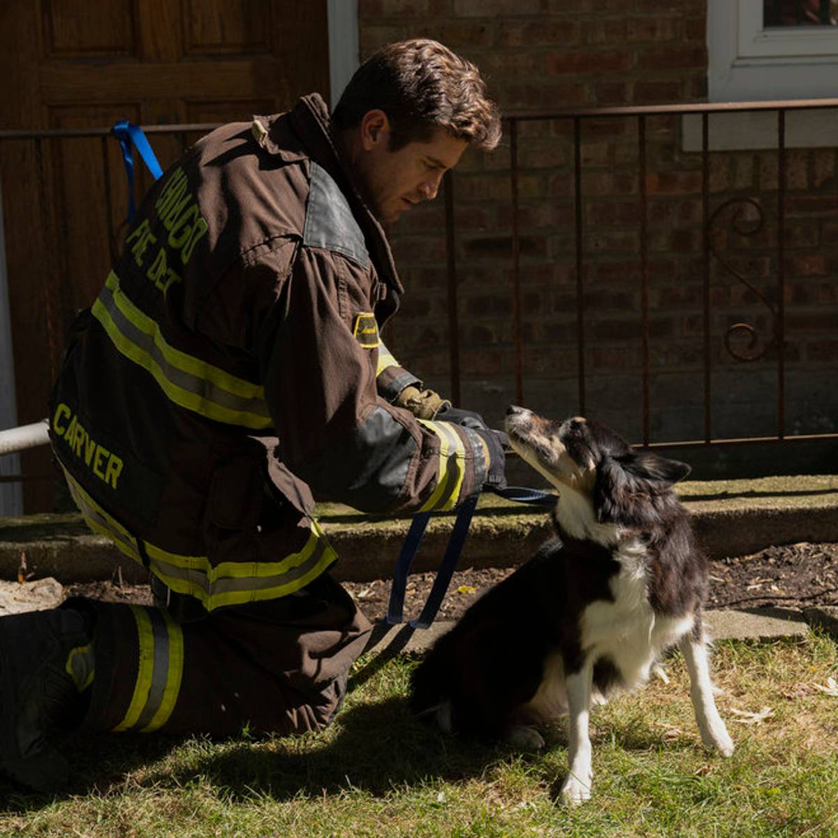 Carver looks after a dog in Chicago Fire season 13, episode 8