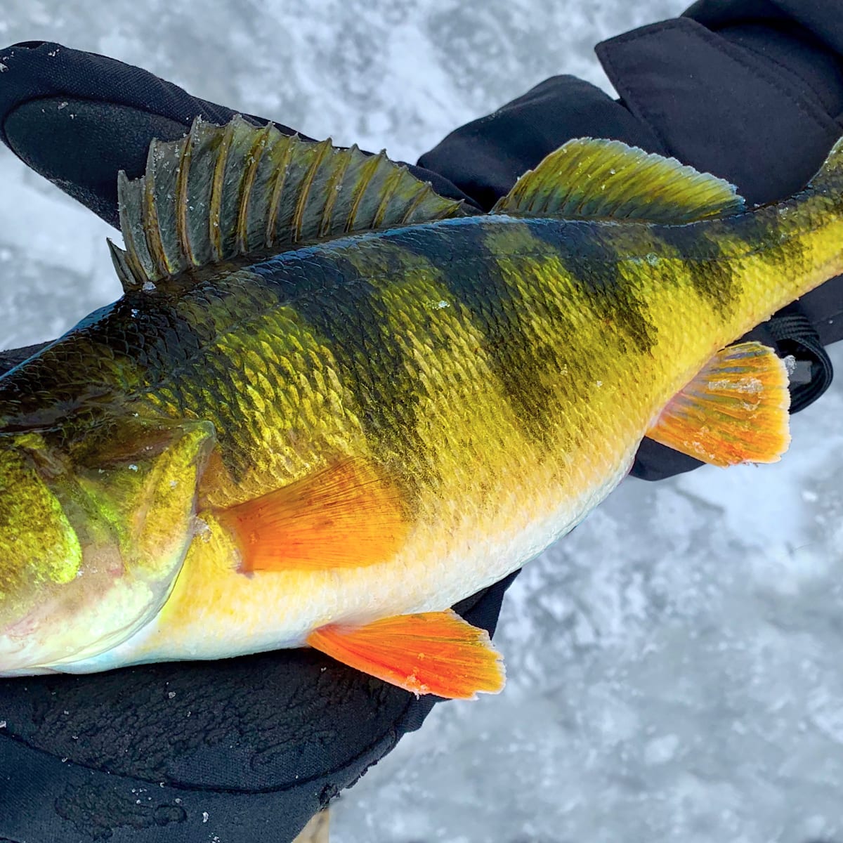 Top 5 Best Perch Rigs for Jumbo Perch Through the Ice, image size:1200x1200