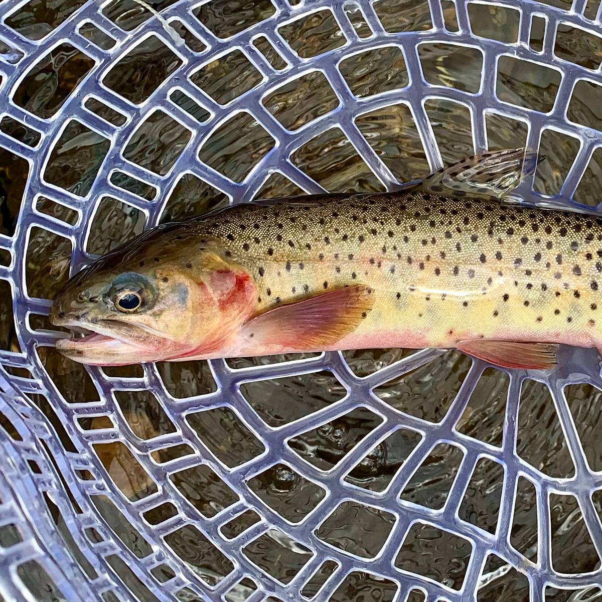 How to Fly Fish for Colorado River Cutthroats - A Success Story