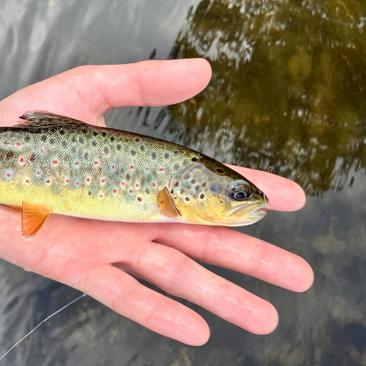 Fly Fishing for Hidden Gems | Great Lakes Northwoods Brown Trout