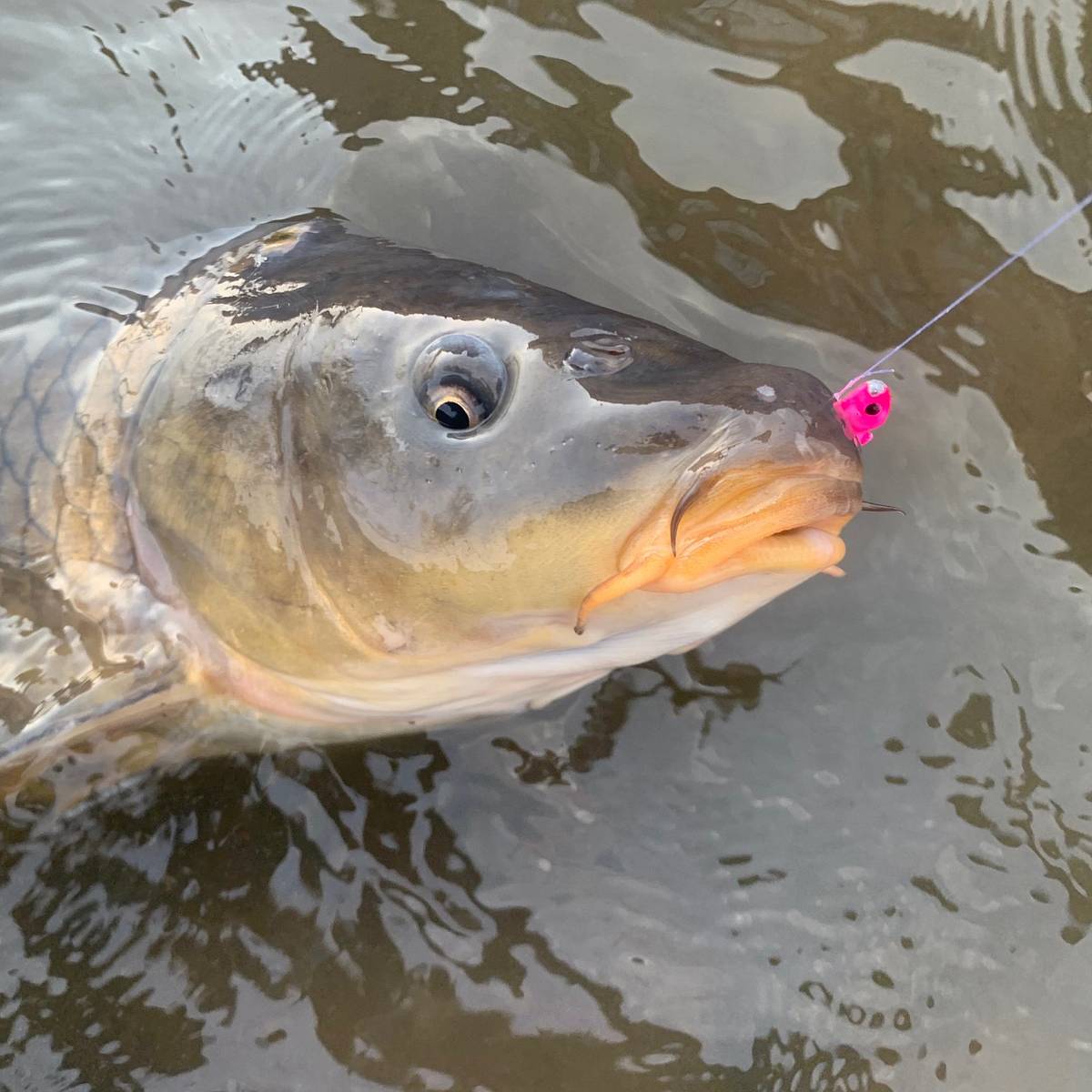 cadence fishing cs6 spinning reel Cadence Spinning Reel,CS6 Strong Aluminum Frame Fishing Reel with 8 Durable  & Corrosion Resistant Bearings for Saltwater or Freshwater, Super Smooth  Powerful Reel with 29LBs Max Drag 6.2:1 Spin Reel : Amazon.sg: