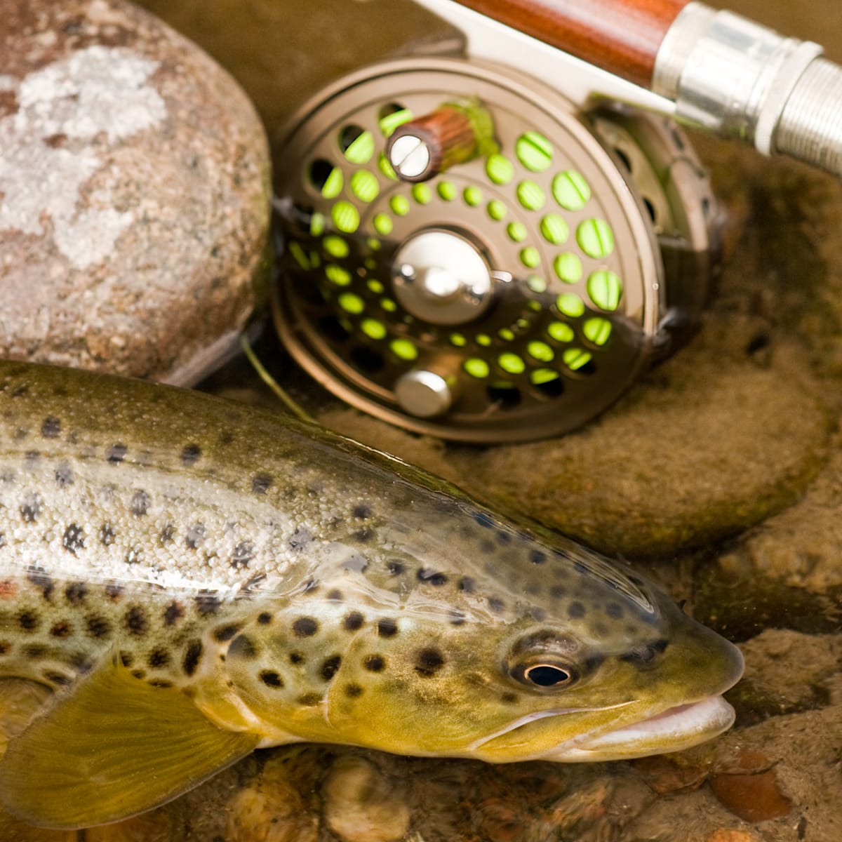 Pristine Rivers and Dinosaur Brown Trout: Arkansas Is a Hidden Gem