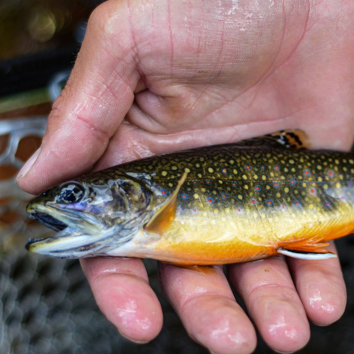 This Forgotten Mountain Town Is a Fly Fishing Paradise