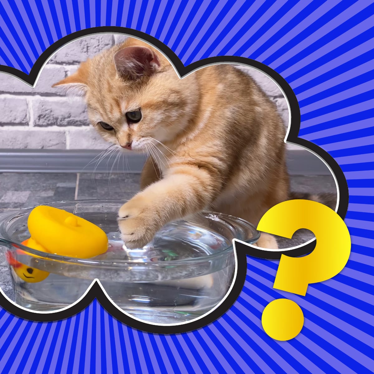Why Do Some Cats Like to Drown Their Toys in Their Water Bowls