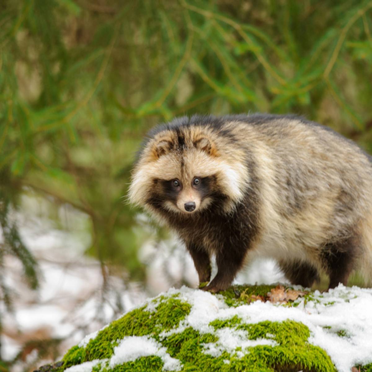 12 Surprising Facts About Raccoon Dogs