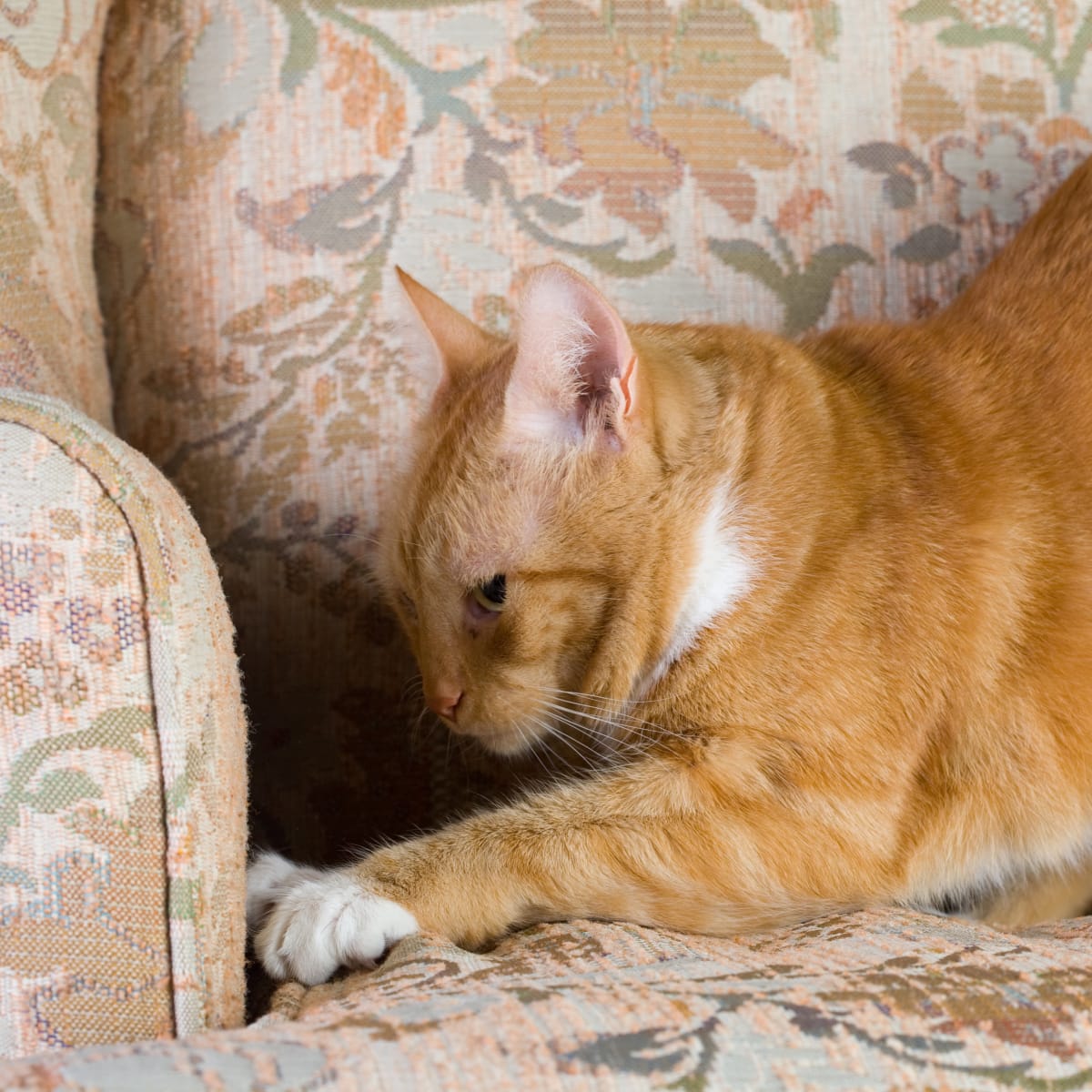 How to stop your cat from scratching your furniture best sale