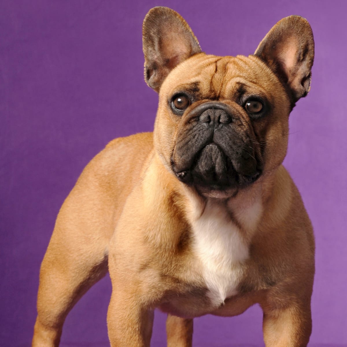 11 Facts About French Bulldogs