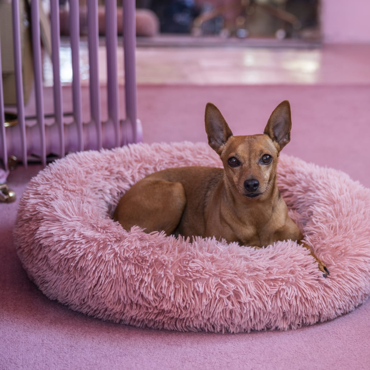 Dog whining and scratching bed top